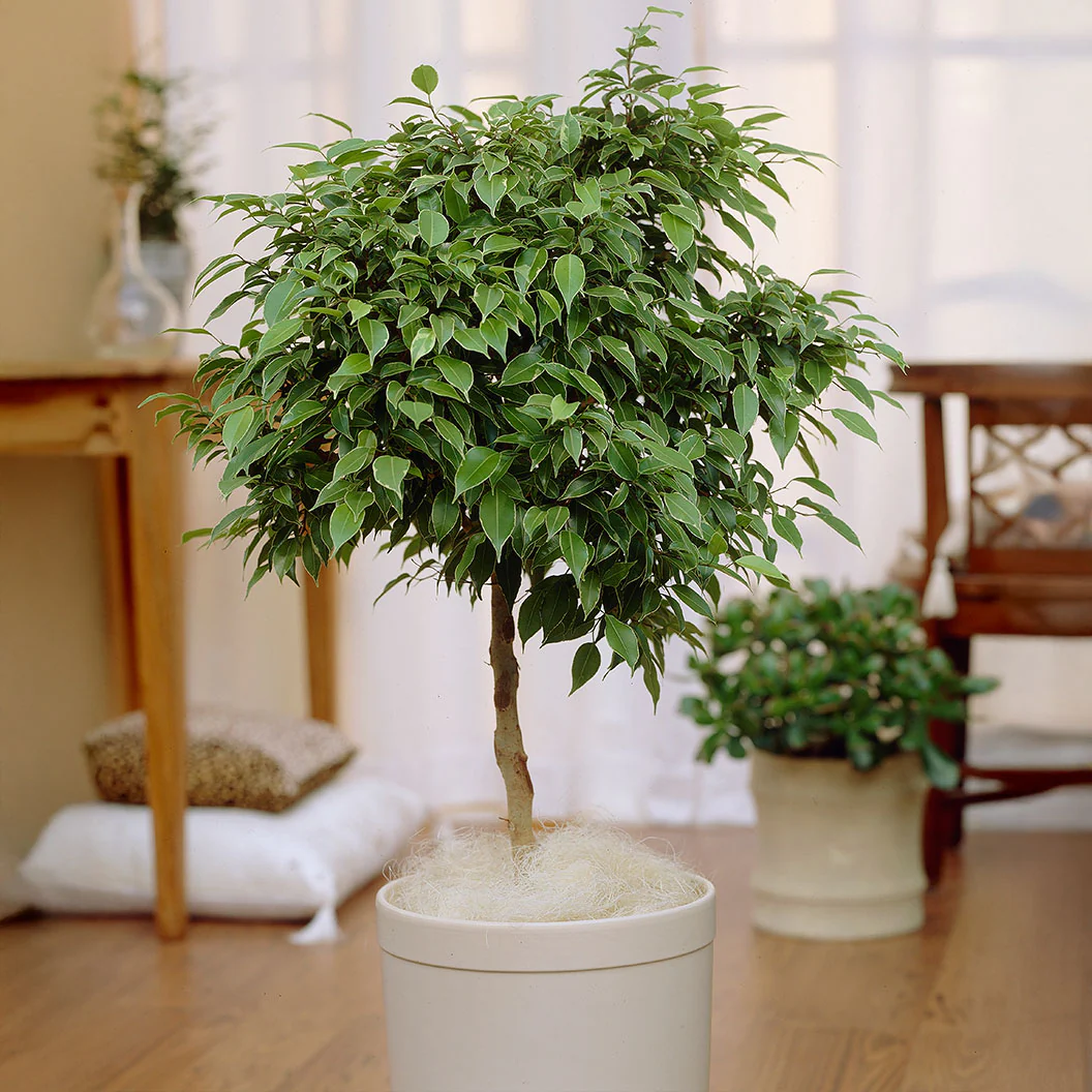 Benjamina Ficus - Image 2