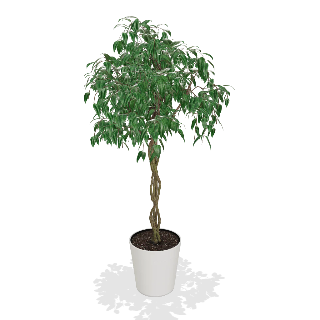 Braided Benjamina Ficus Tree - Image 3