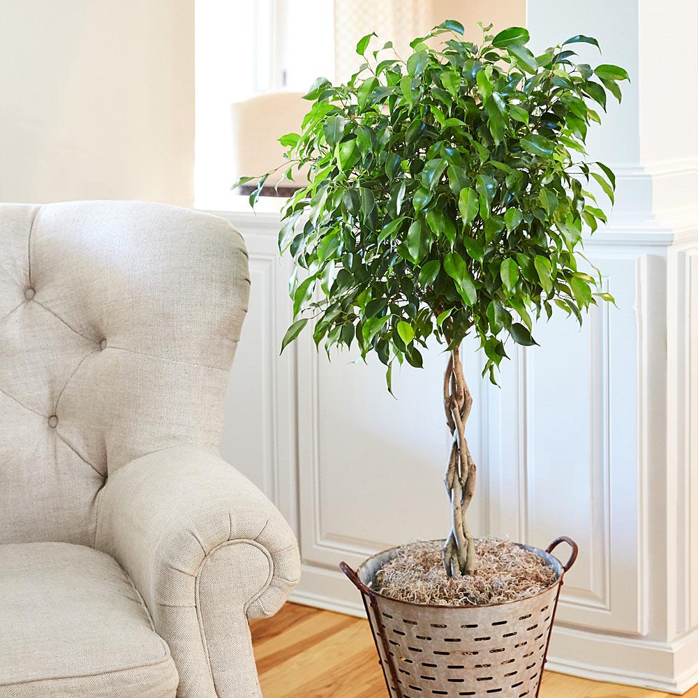 Braided Benjamina Ficus Tree - Image 4