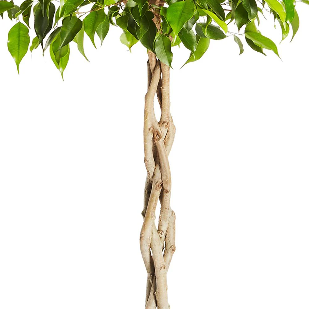 Braided Benjamina Ficus Tree - Image 5