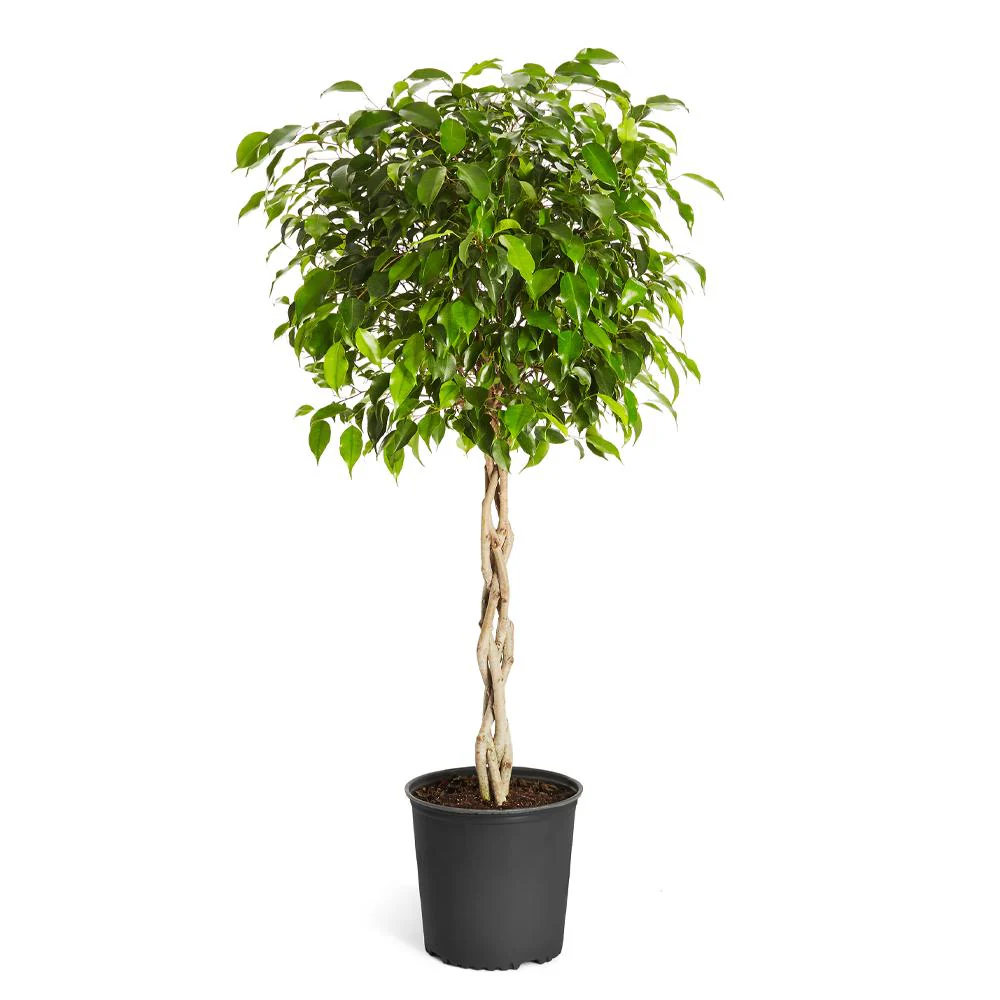 Braided Benjamina Ficus Tree - Image 6