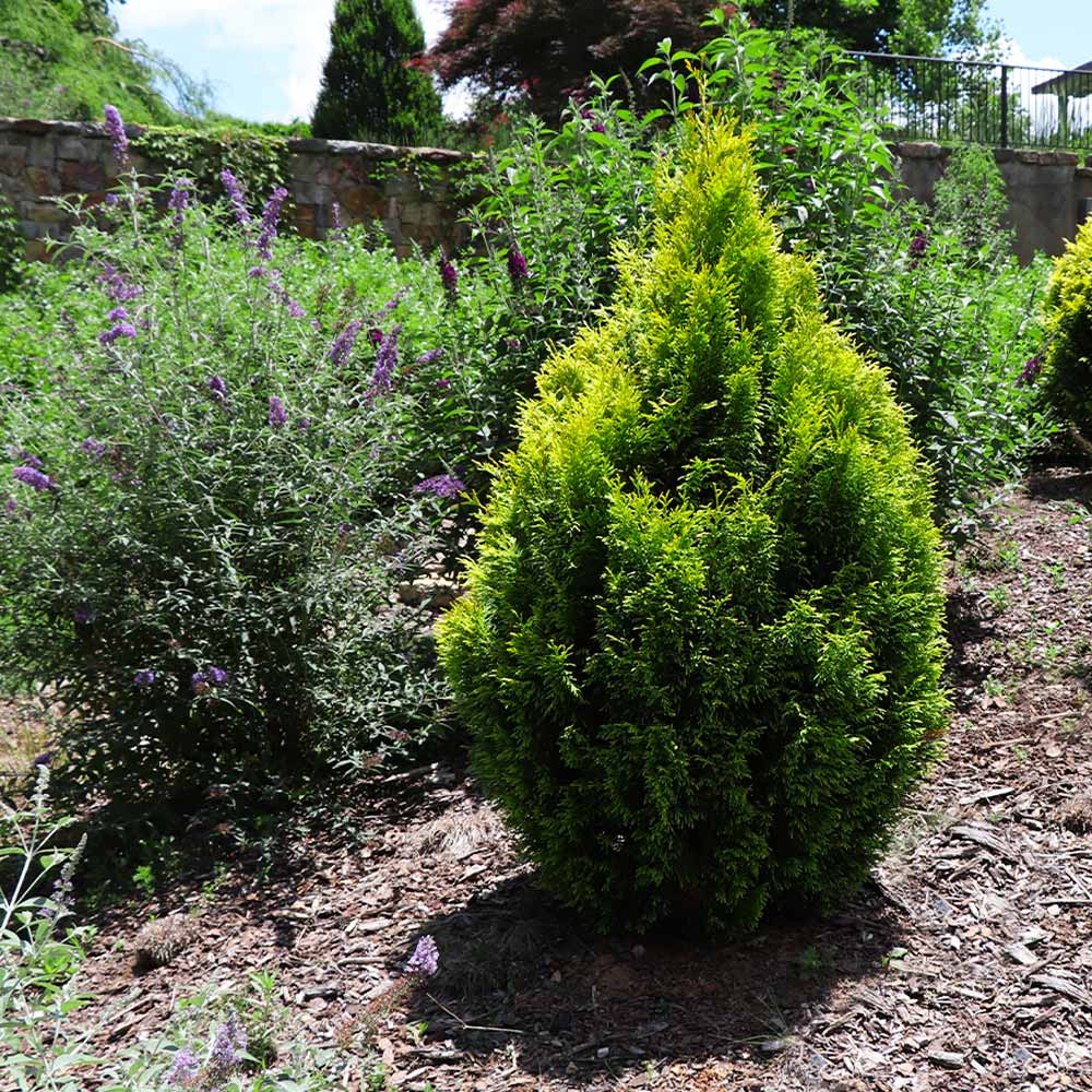 Berckman's Gold Arborvitae - Image 4