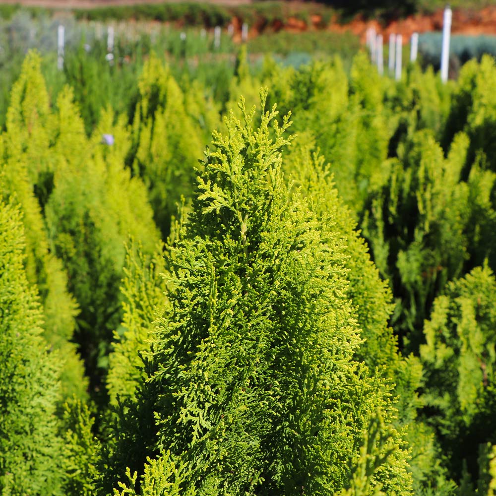 Berckman's Gold Arborvitae - Image 5