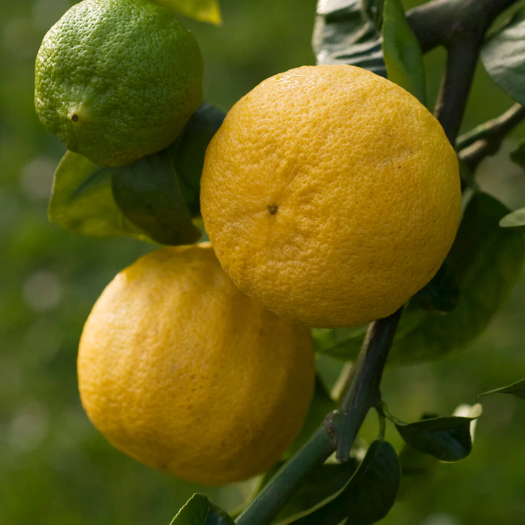Bergamot Orange Tree - Image 3