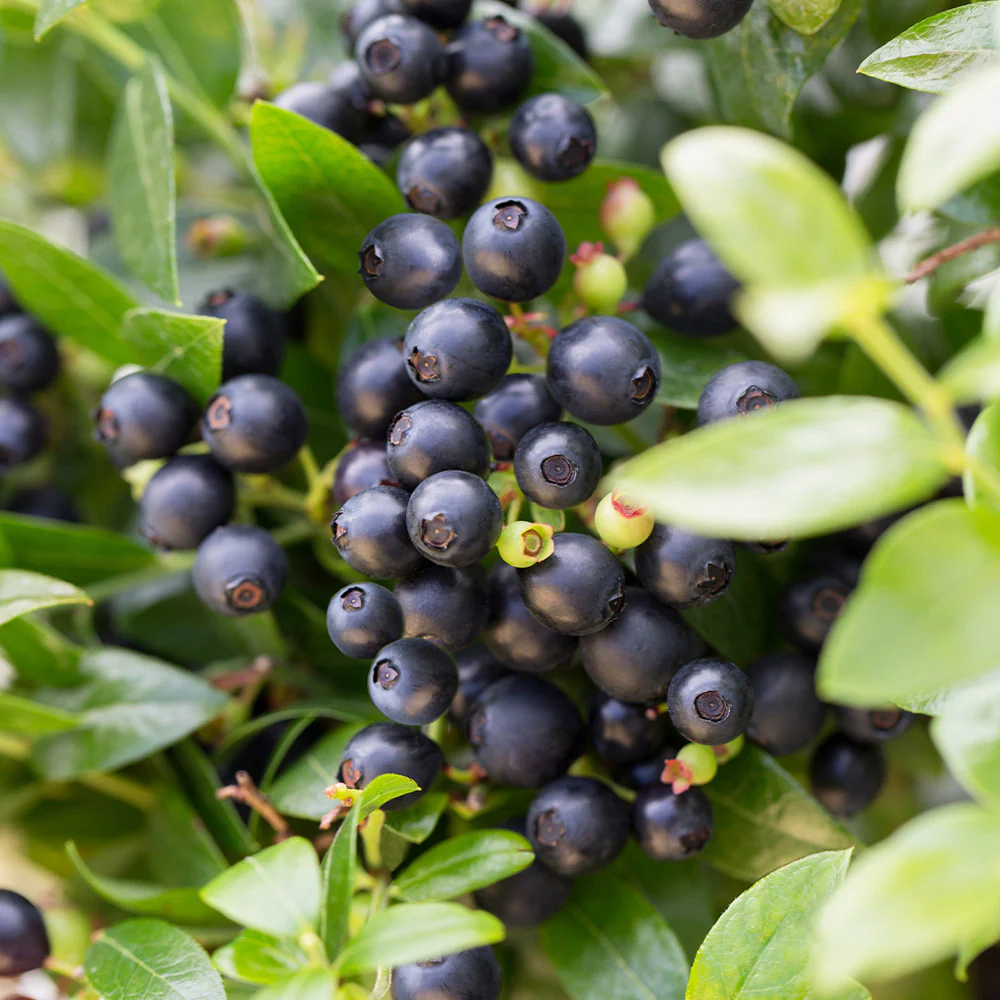 Bushel and Berry® BerryBux® Blueberry - Image 2