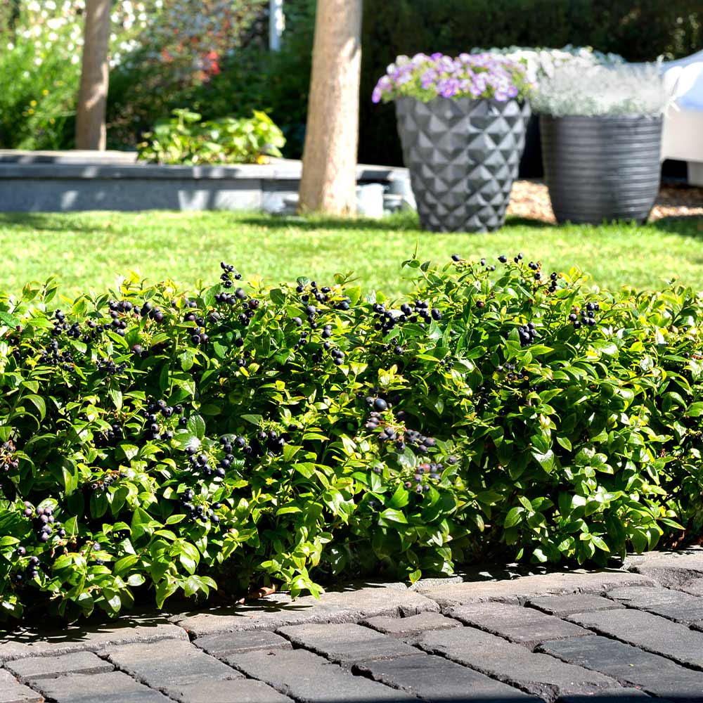 Bushel and Berry® BerryBux® Blueberry - Image 4
