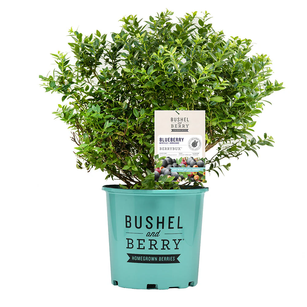 Bushel and Berry® BerryBux® Blueberry - Image 6