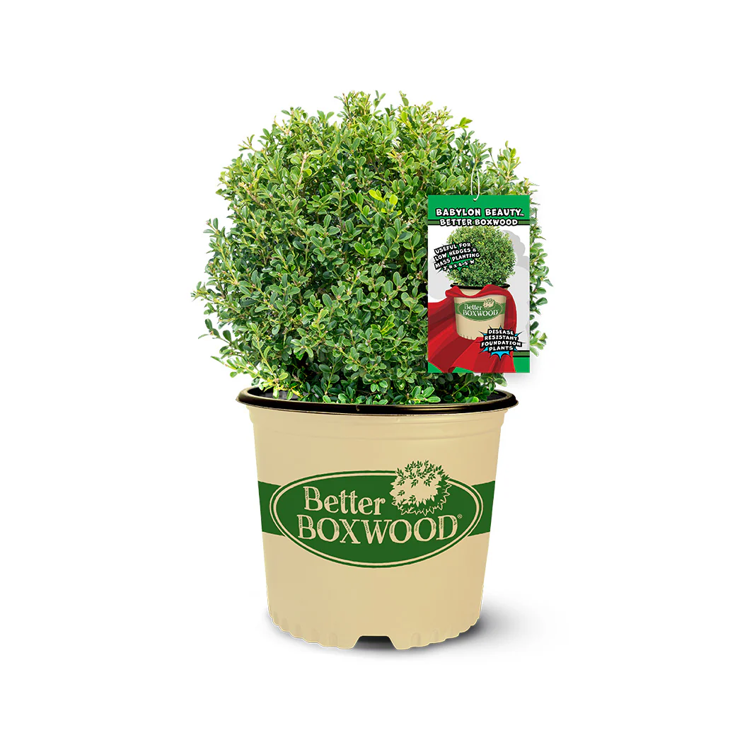 Better Boxwood® Babylon Beauty™ Shrub - Image 3