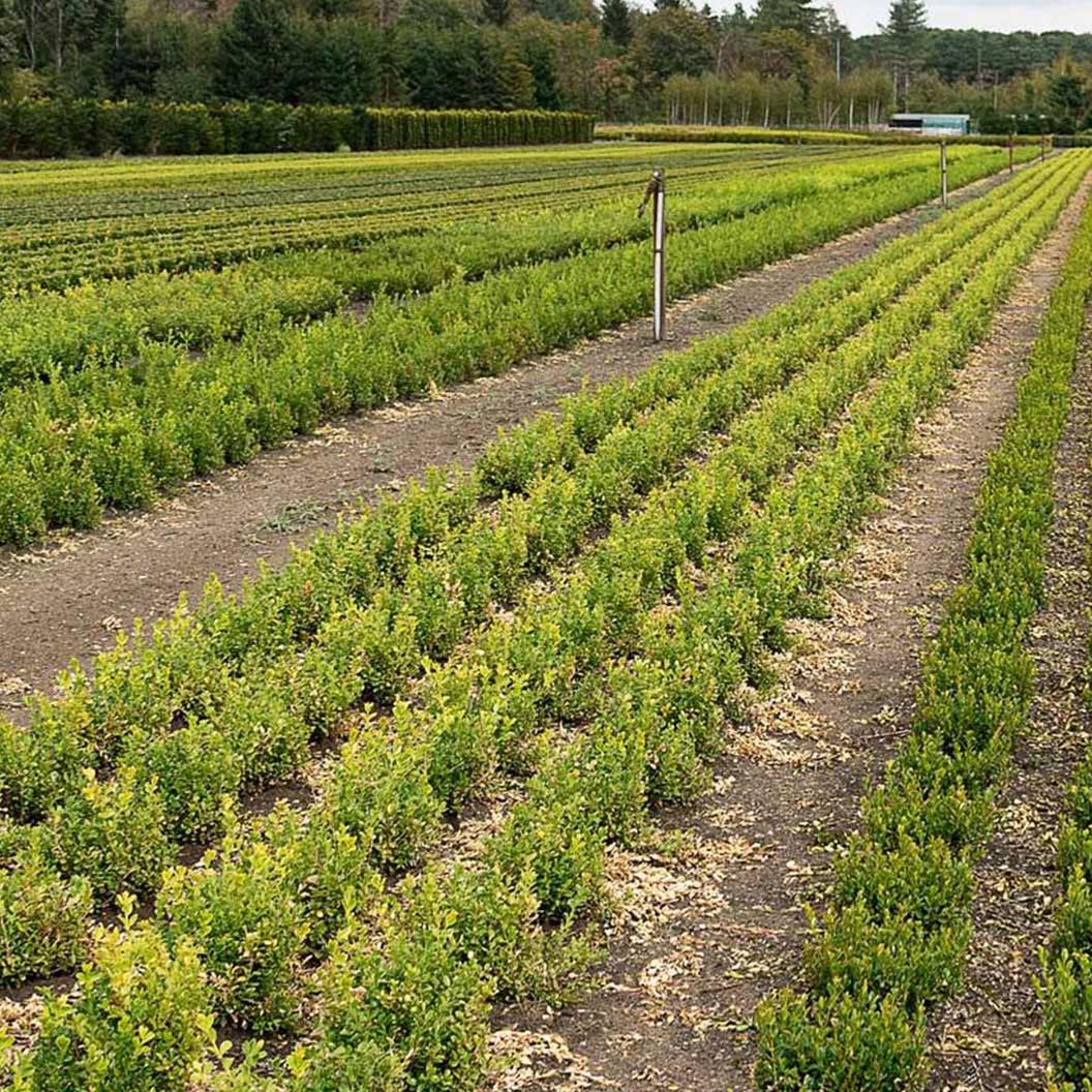 Better Boxwood® Babylon Beauty™ Shrub - Image 4