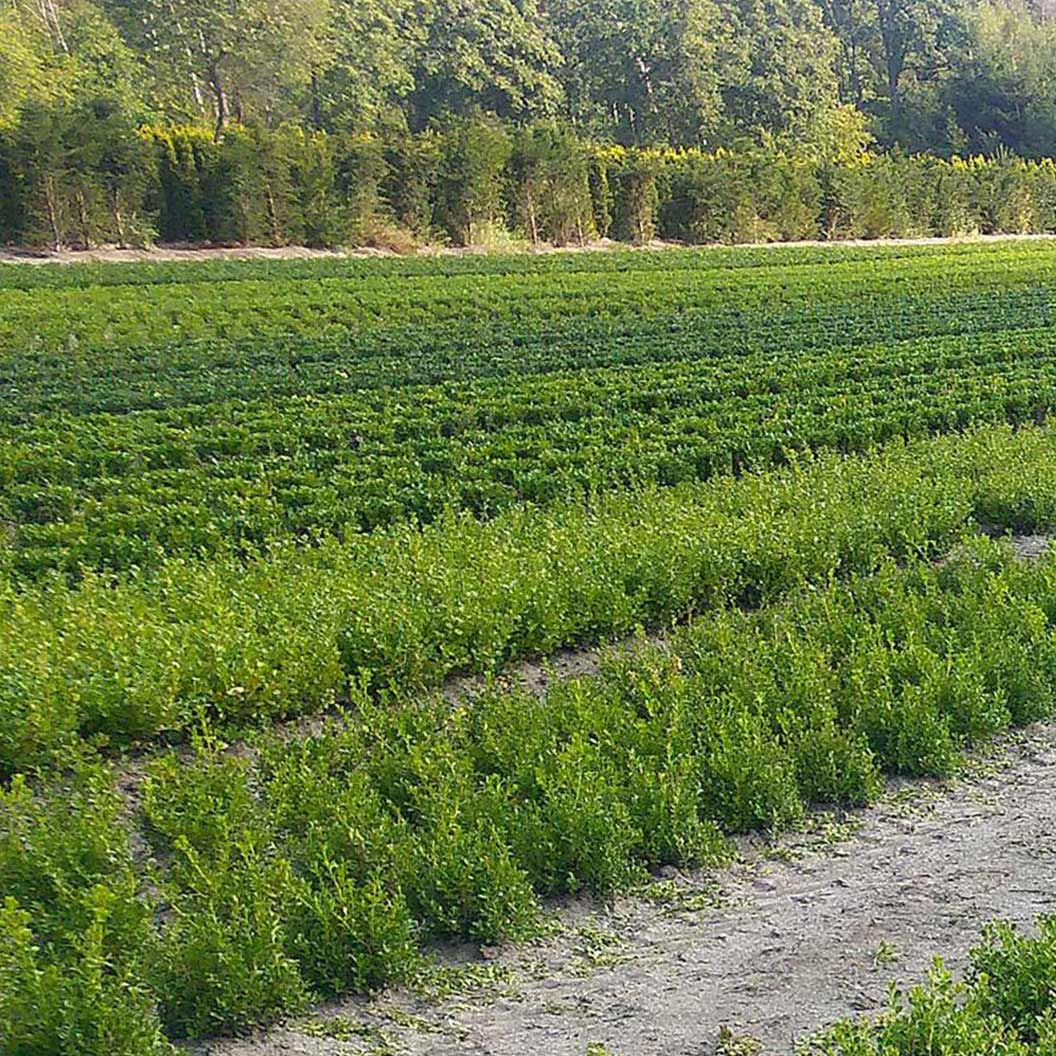 Better Boxwood® Renaissance™ Shrub - Image 3