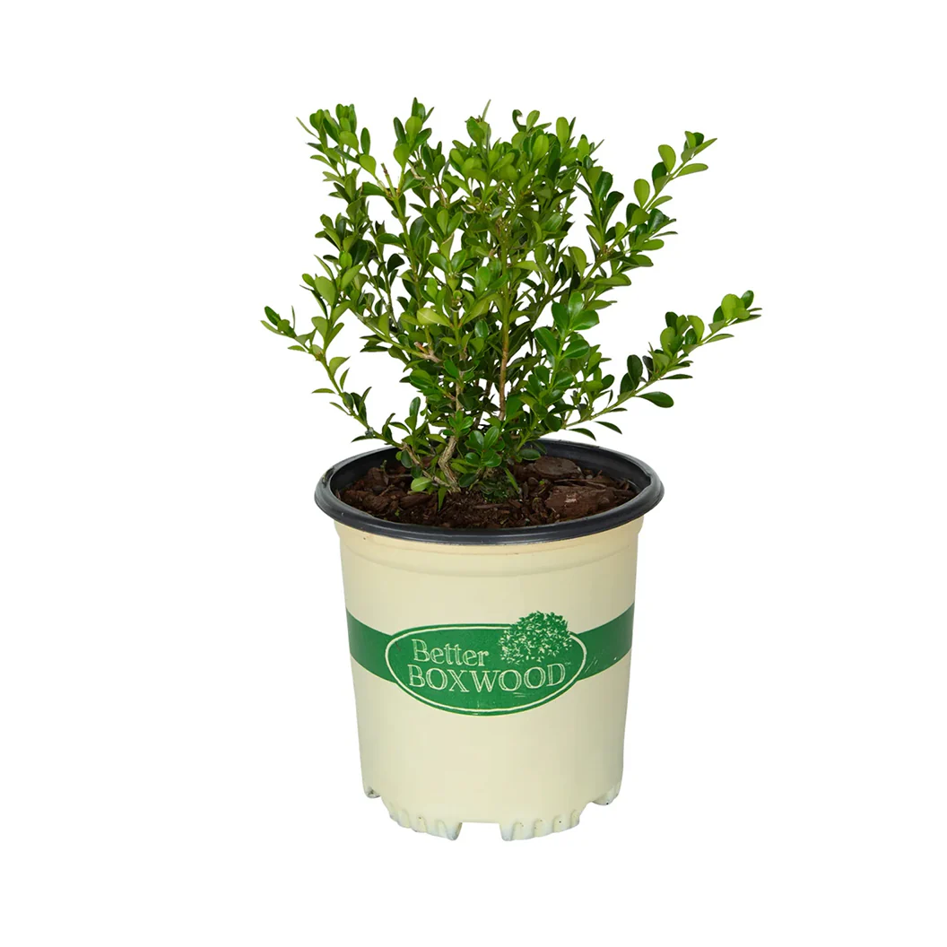 Better Boxwood® Renaissance™ Shrub - Image 4