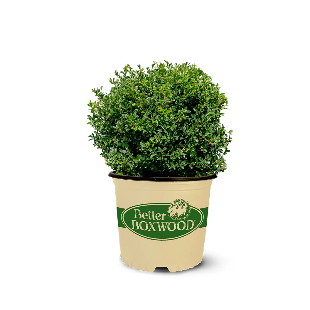 Better Boxwood® Renaissance™ Shrub - Image 5