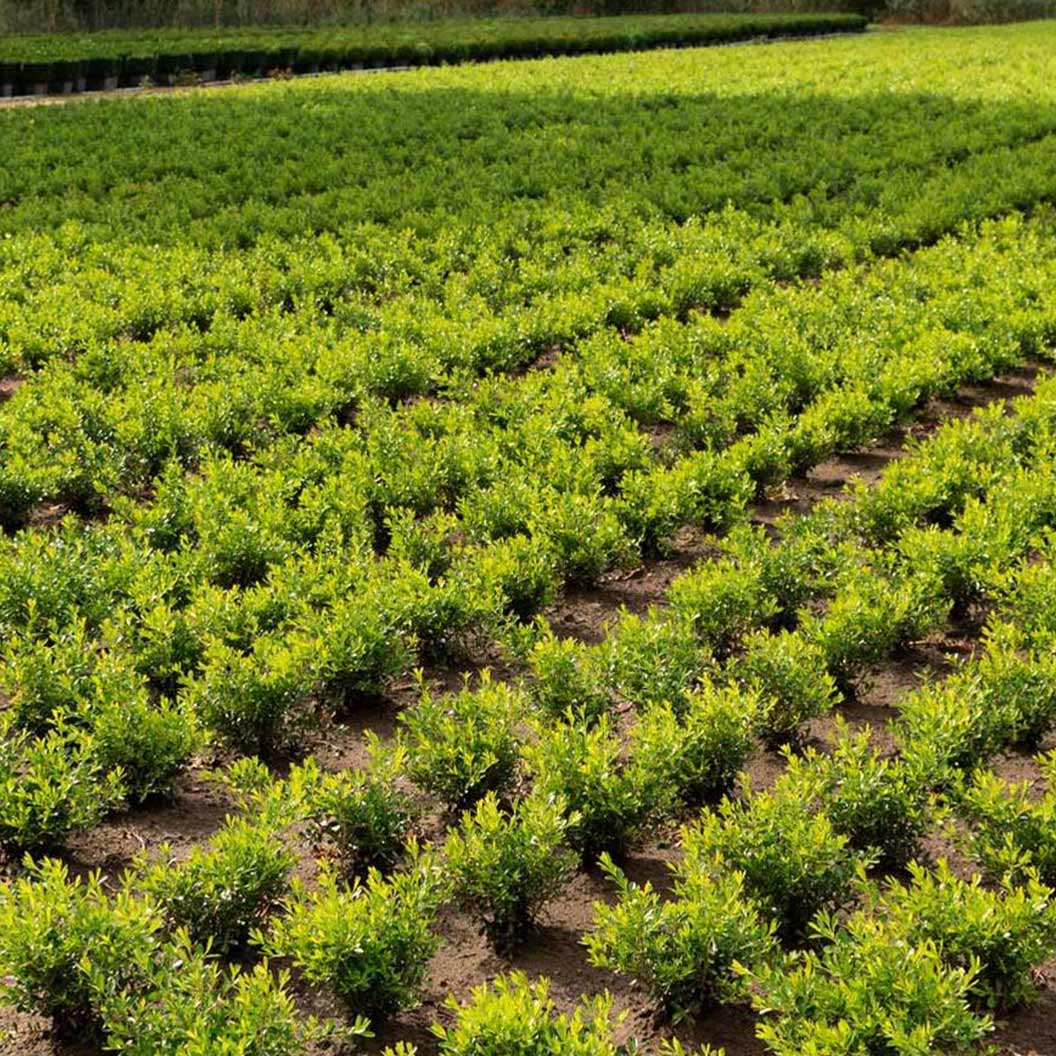 Better Boxwood® Skylight™ Shrub - Image 3