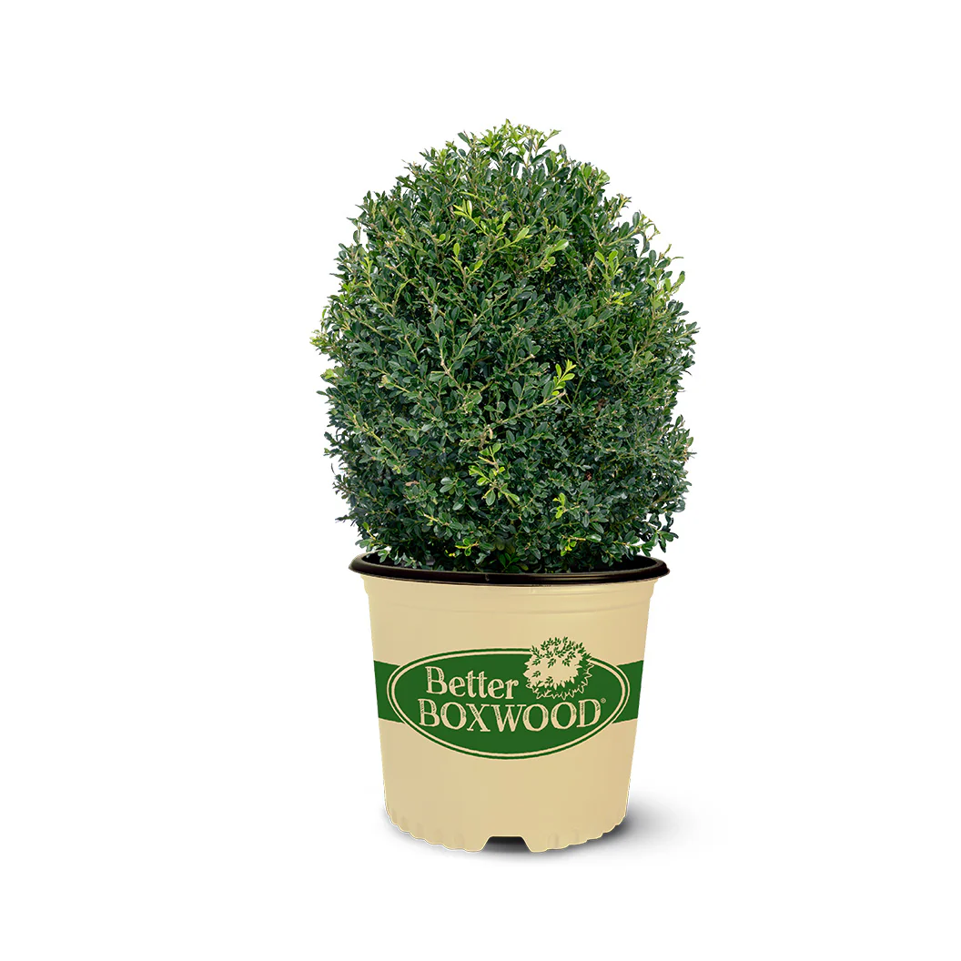 Better Boxwood® Skylight™ Shrub - Image 4
