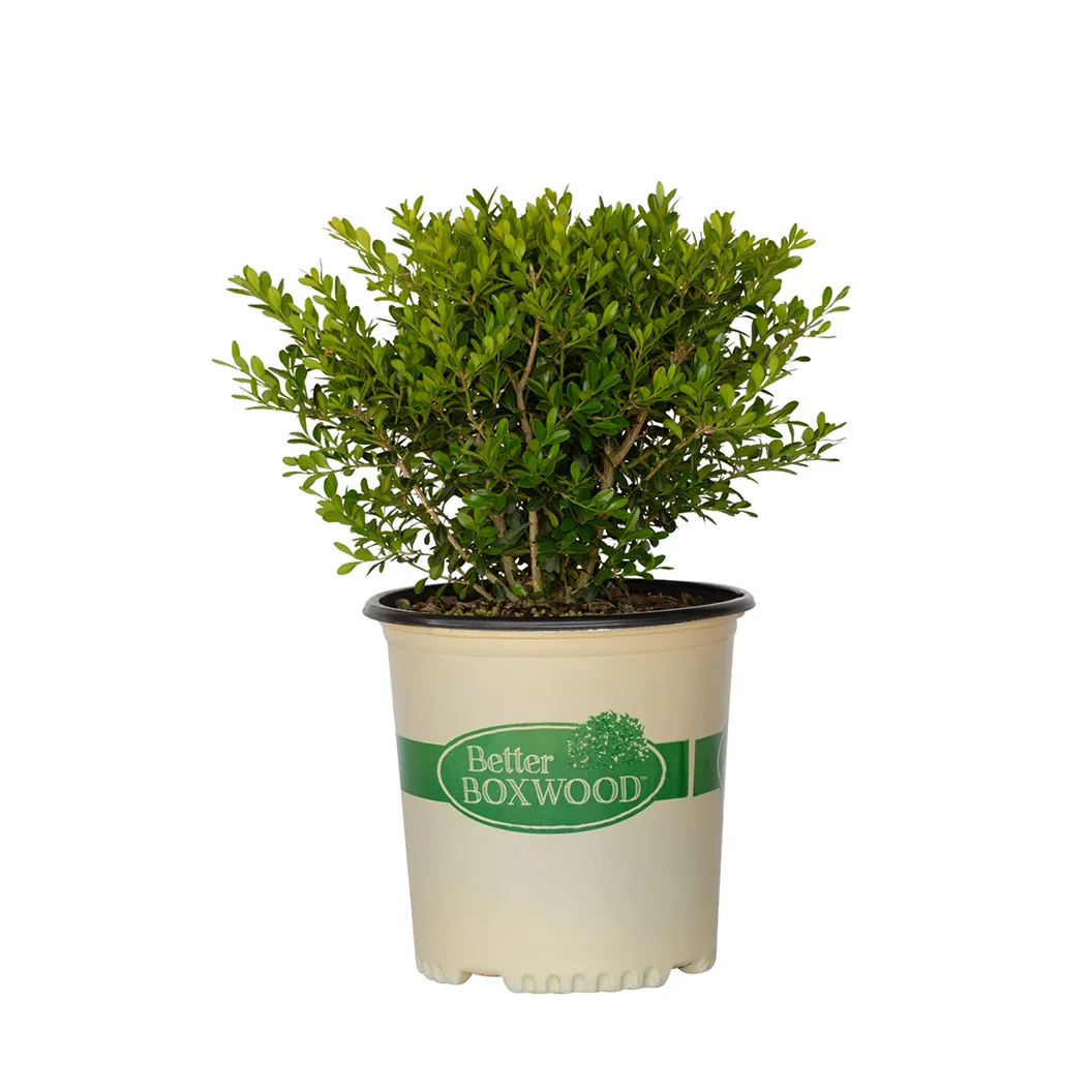 Better Boxwood® Skylight™ Shrub - Image 5