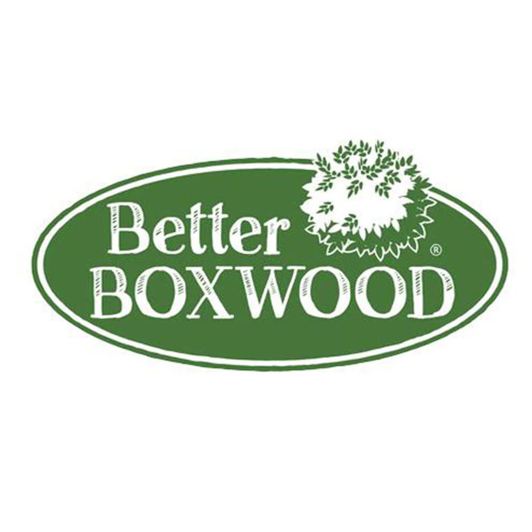 Better Boxwood® Skylight™ Shrub - Image 6