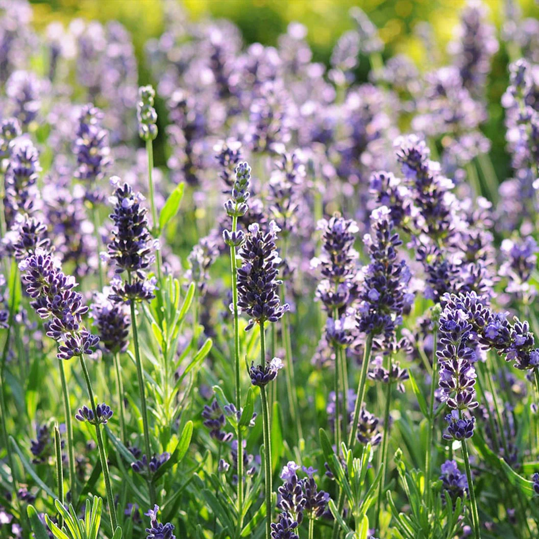 Better Versions® SuperBlue English Lavender Plant - Image 2