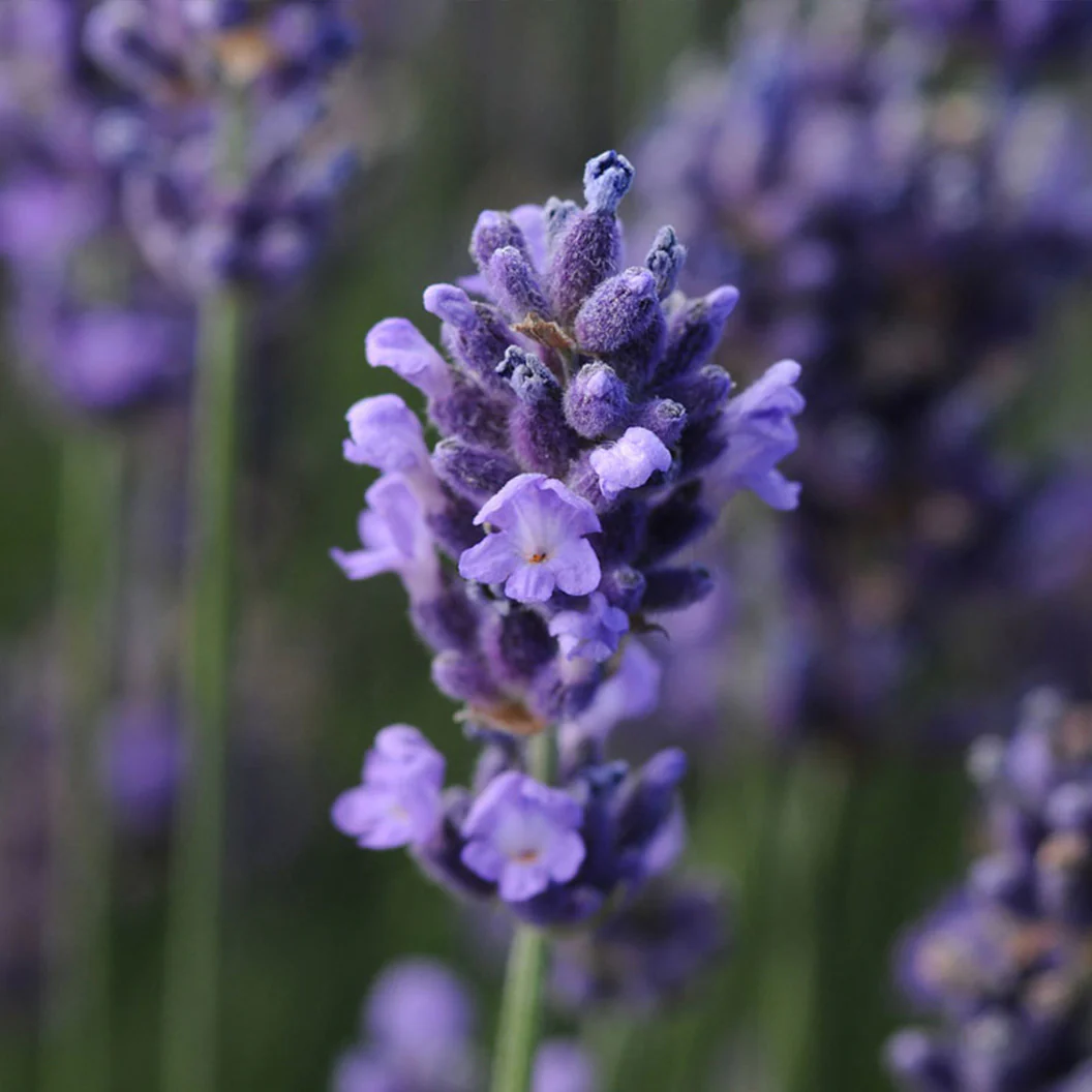 Better Versions® SuperBlue English Lavender Plant - Image 3