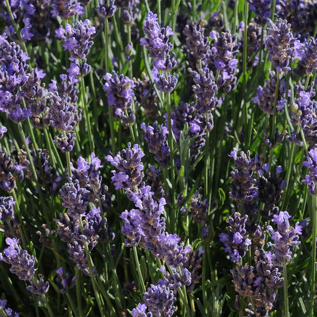 Better Versions® SuperBlue English Lavender Plant - Image 4