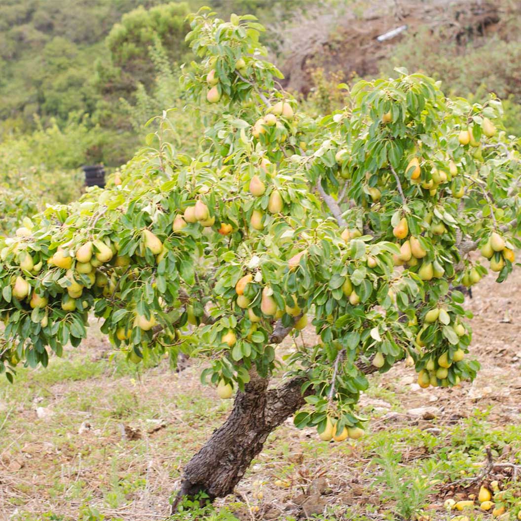 D'Anjou Pear Tree - Image 3