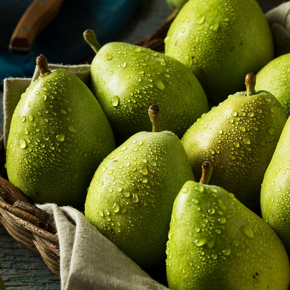 D'Anjou Pear Tree - Image 4