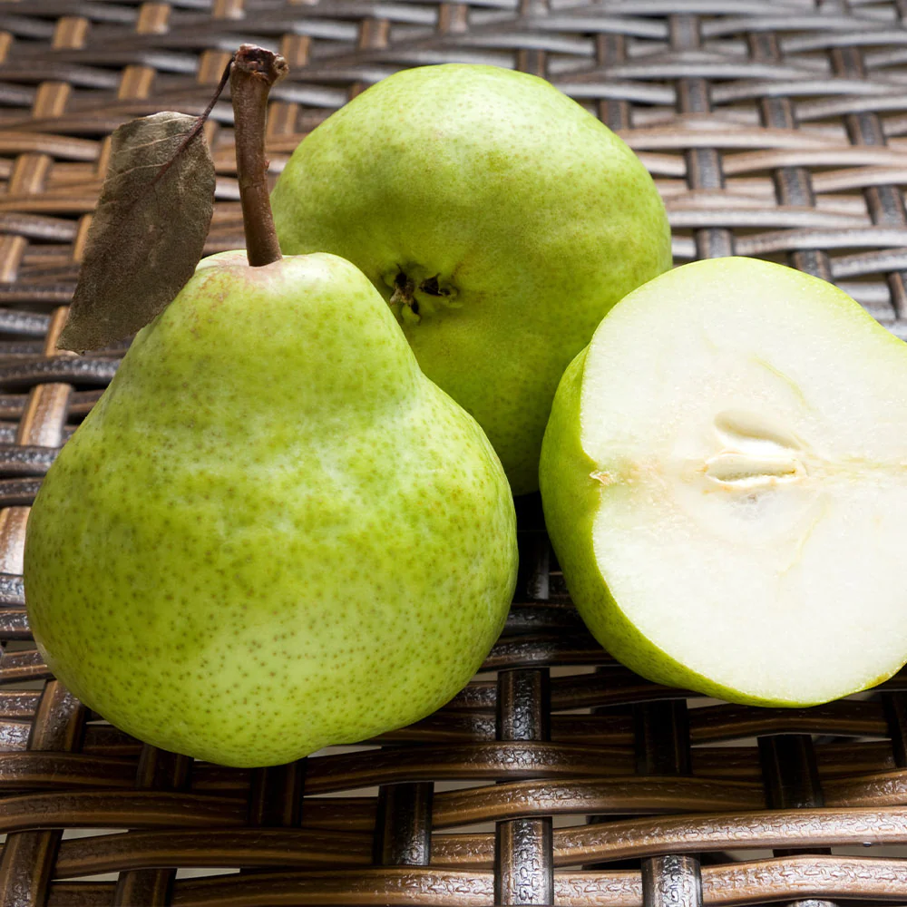 D'Anjou Pear Tree - Image 5