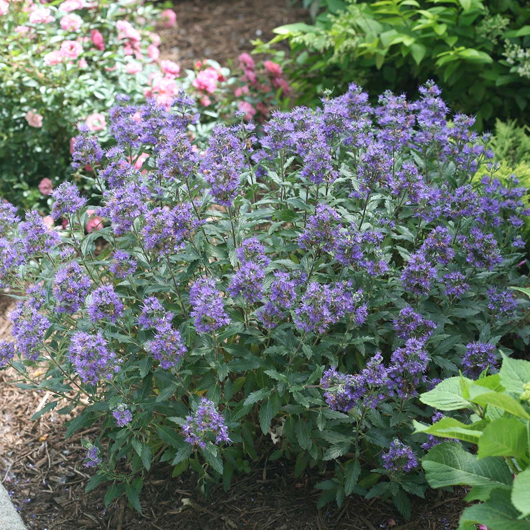 Proven Winners® Beyond Midnight® Bluebeard Shrub - Image 2