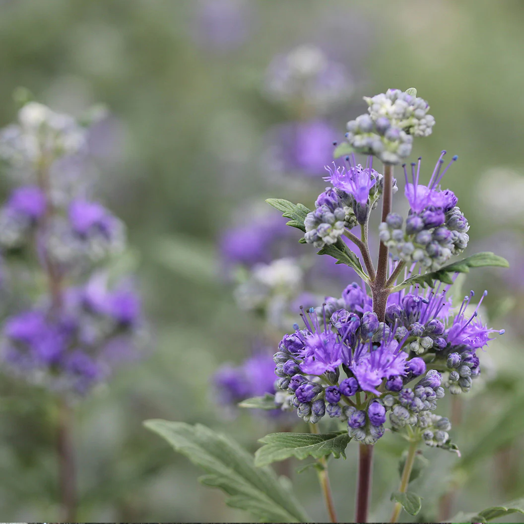 Proven Winners® Beyond Midnight® Bluebeard Shrub - Image 3
