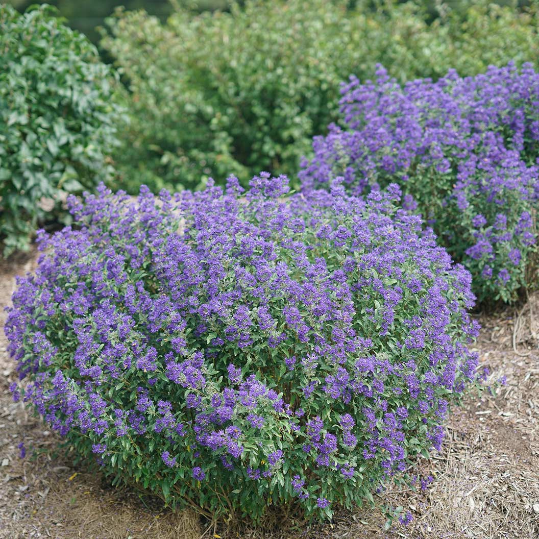 Proven Winners® Beyond Midnight® Bluebeard Shrub - Image 4