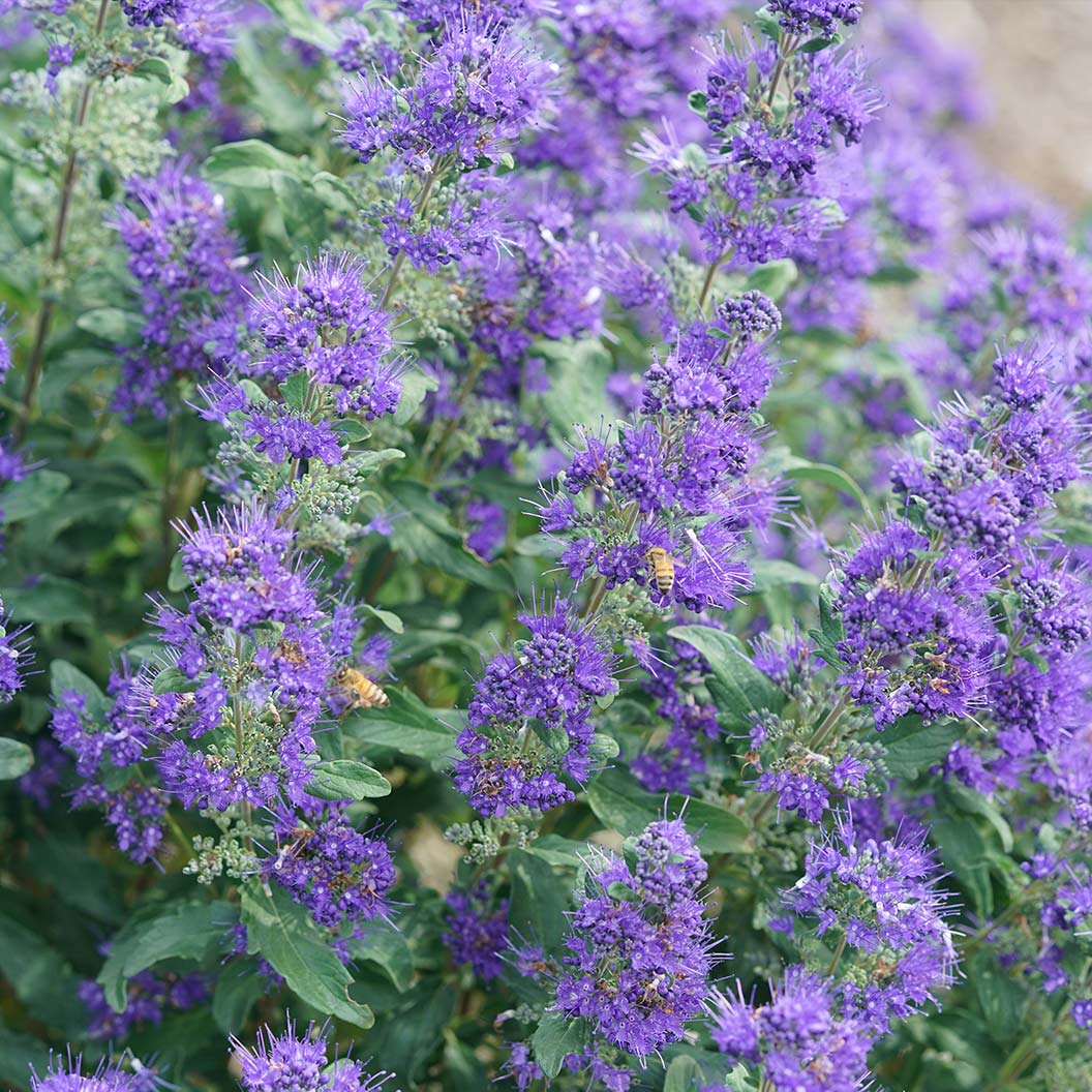 Proven Winners® Beyond Midnight® Bluebeard Shrub - Image 5