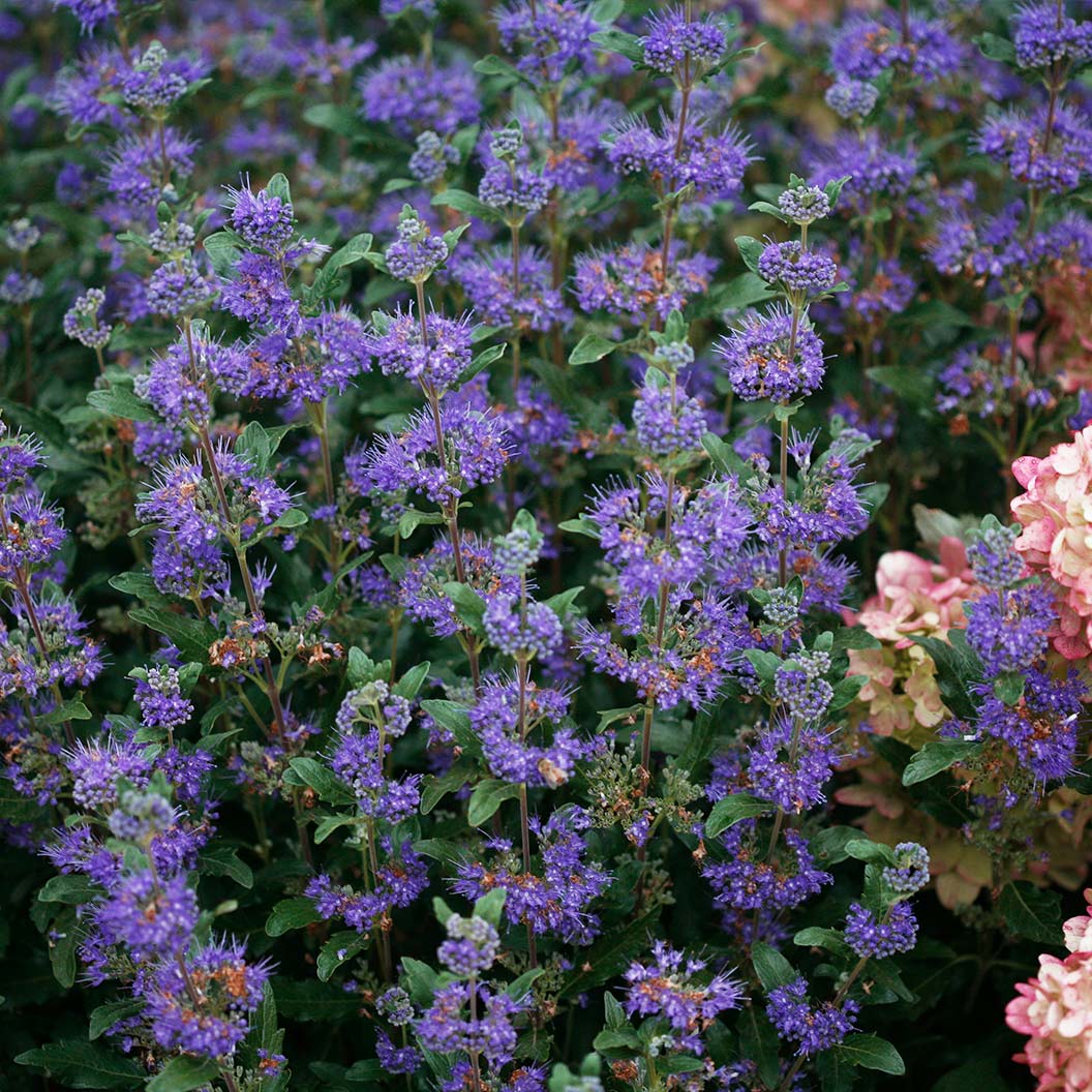 Proven Winners® Beyond Midnight® Bluebeard Shrub - Image 6
