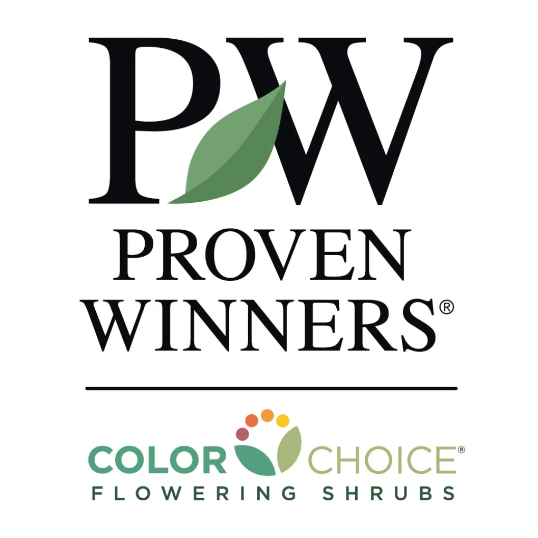 Proven Winners® Wee Bit Grumpy® Hydrangea - Image 7