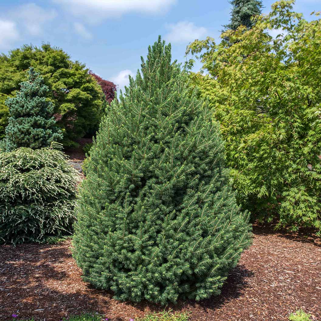 Big Berta White Spruce Tree - Image 2