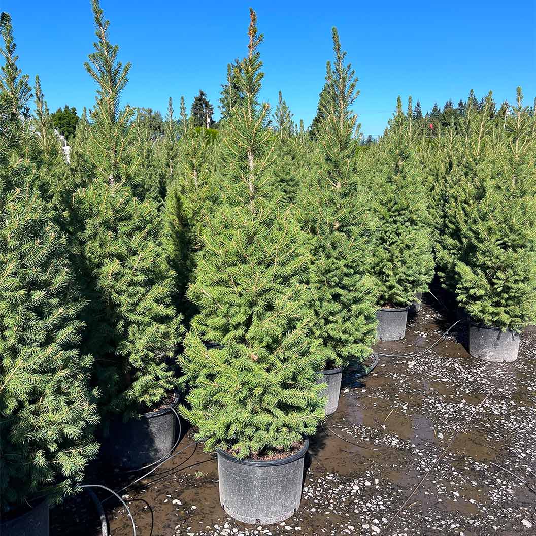 Big Berta White Spruce Tree - Image 3