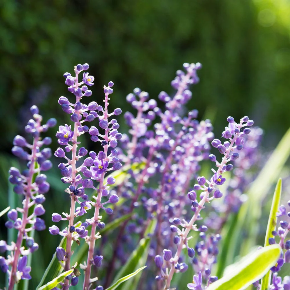 Big Blue Liriope Plant - Image 4