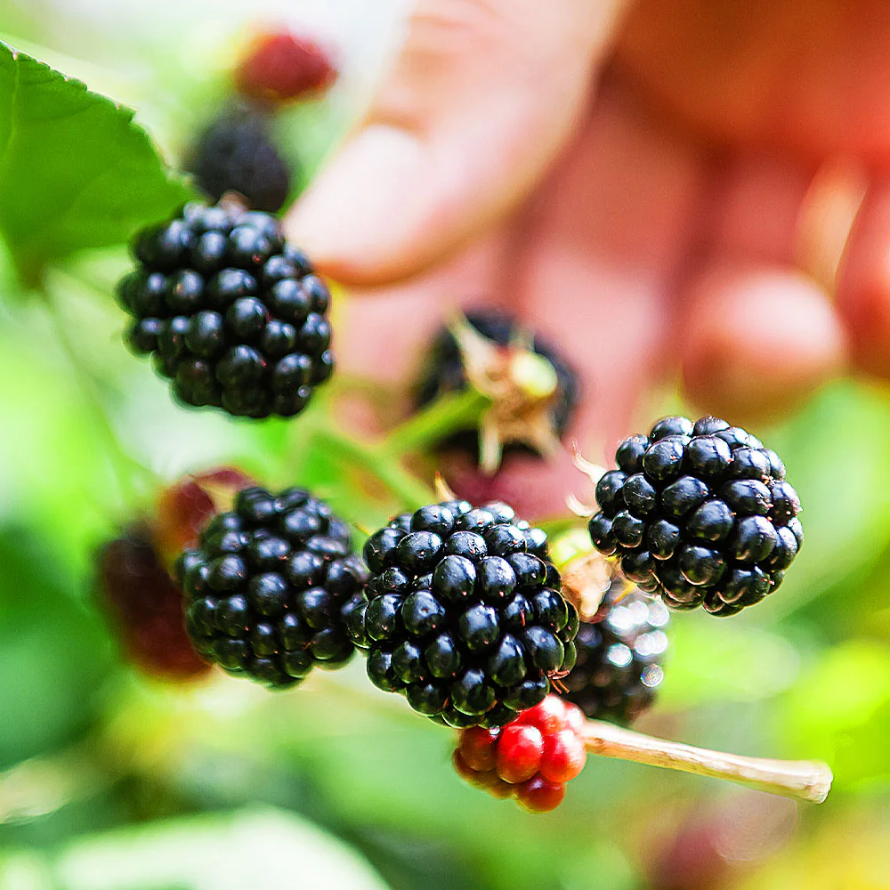 Big Daddy Blackberry Bush - Image 3