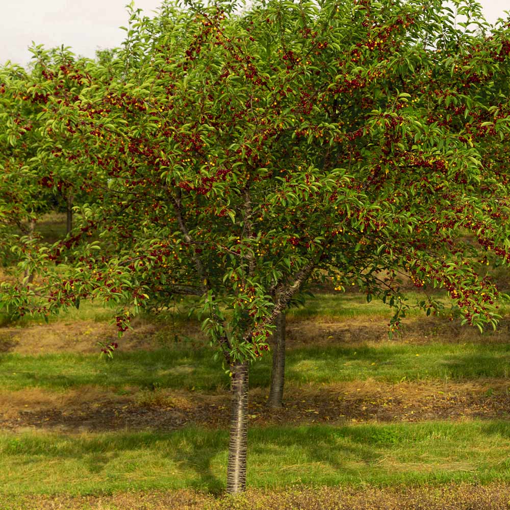 Bing Cherry Tree - Image 3