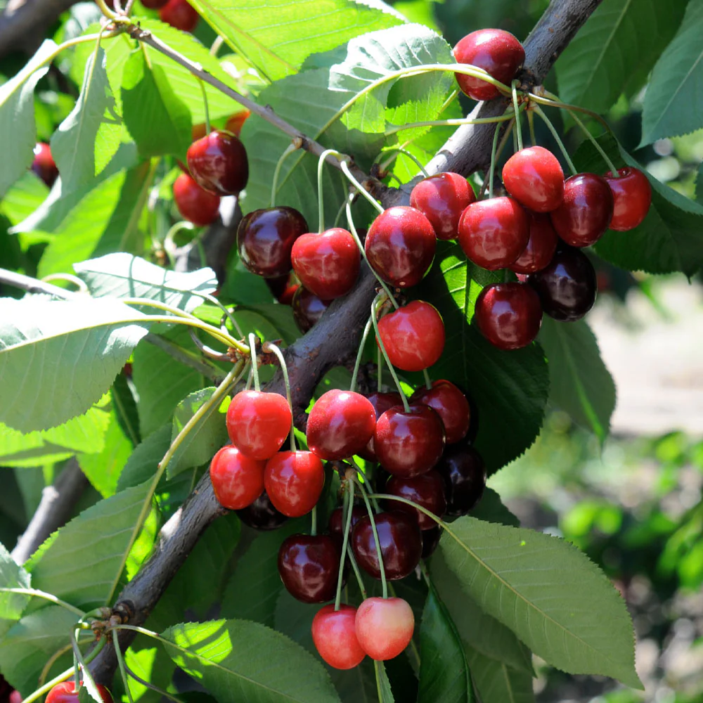 Bing Cherry Tree - Image 4