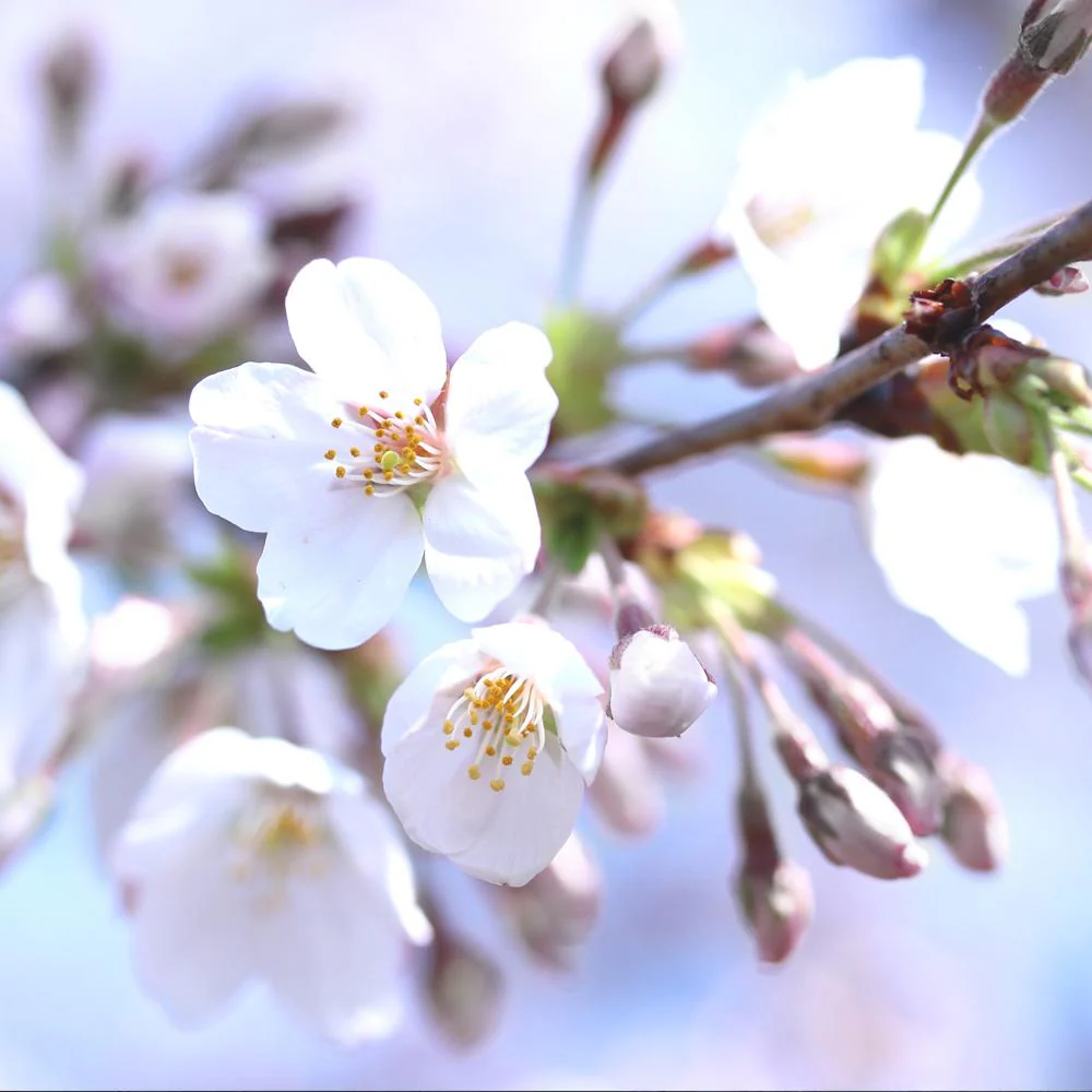 Bing Cherry Tree - Image 5