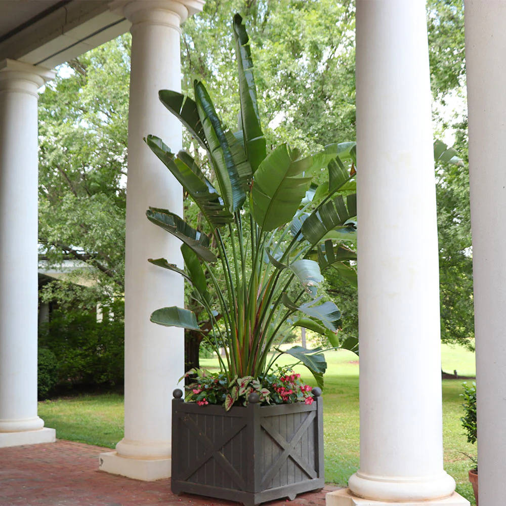 Orange Bird of Paradise - Image 3