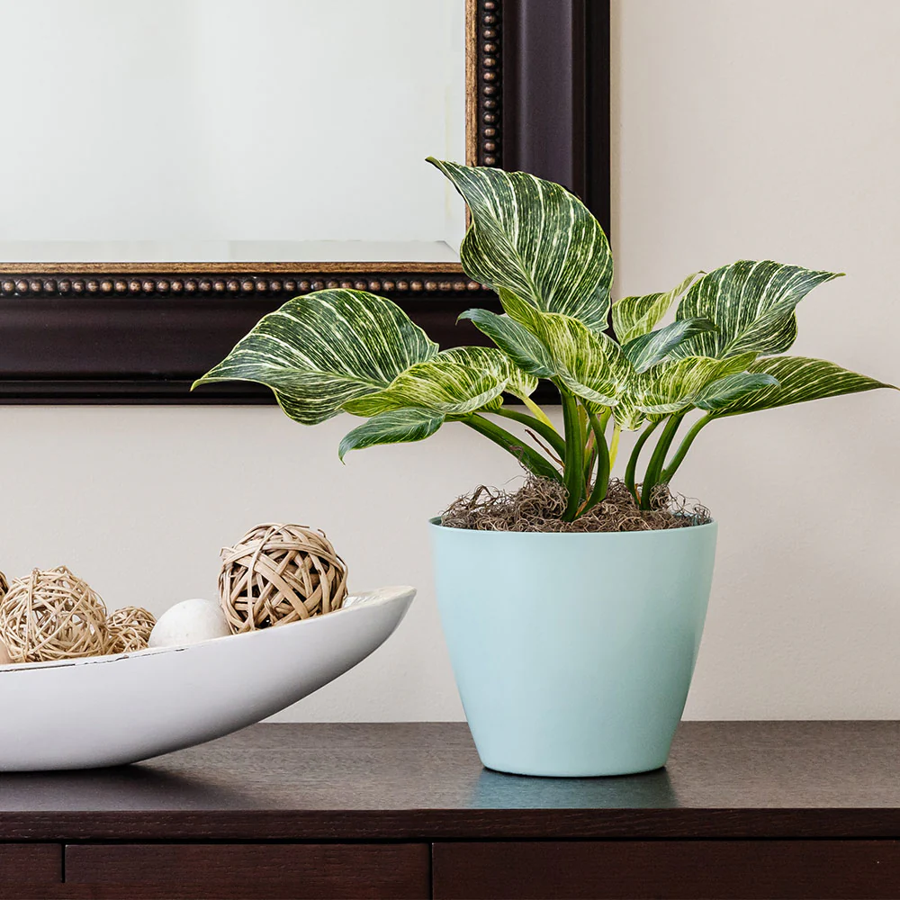 Birkin Philodendron Plant - Image 2