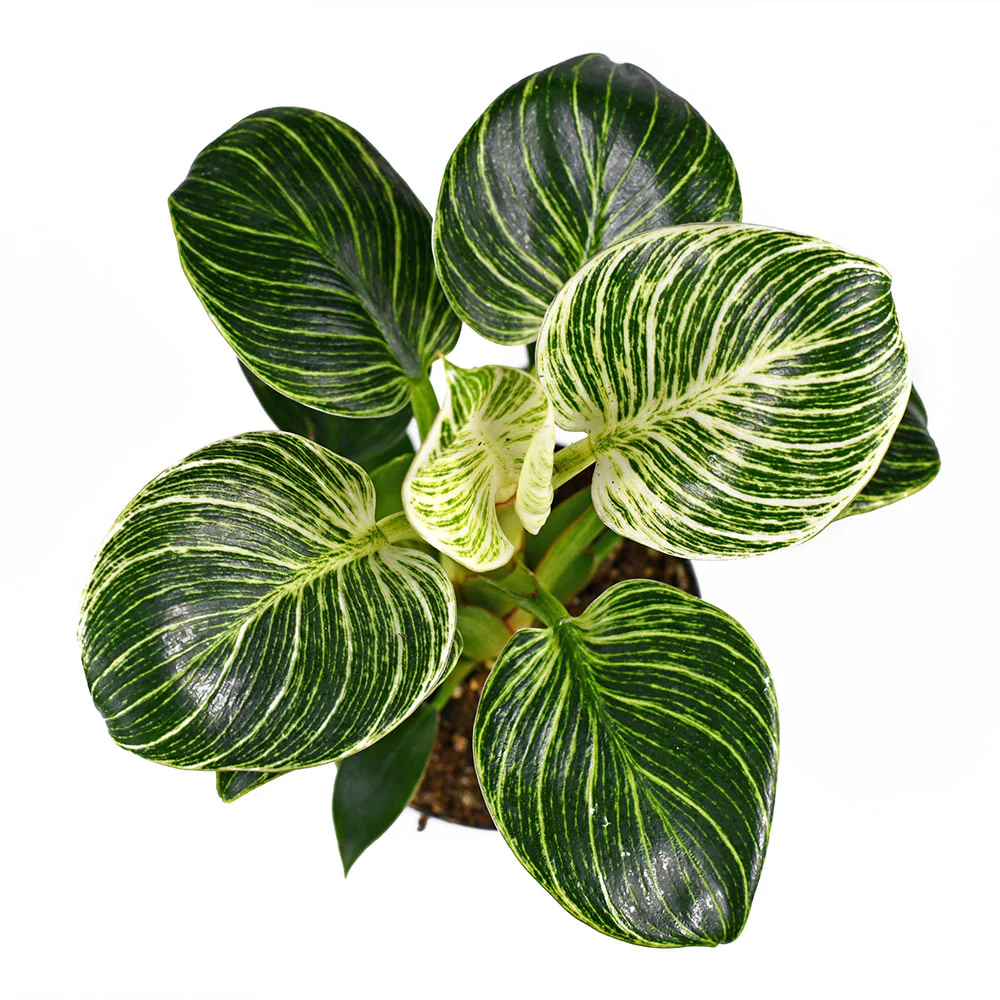 Birkin Philodendron Plant - Image 3