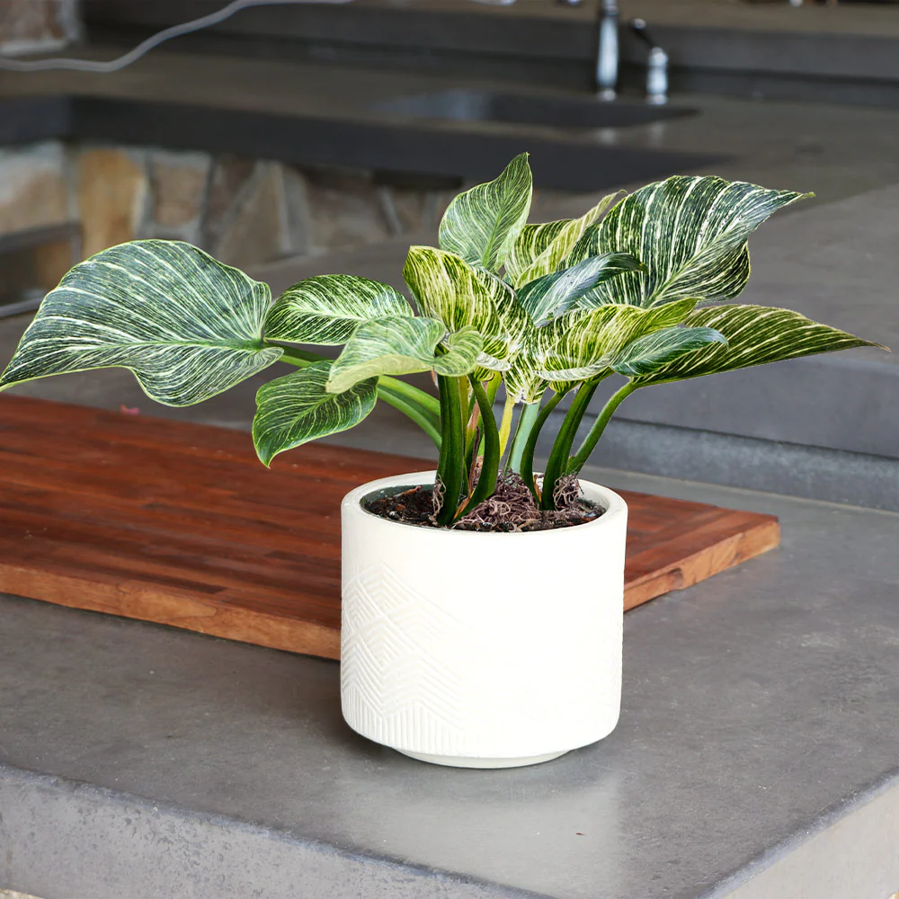 Birkin Philodendron Plant - Image 4