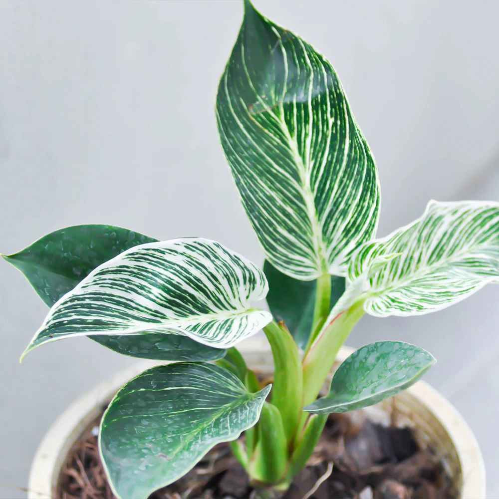 Birkin Philodendron Plant - Image 5