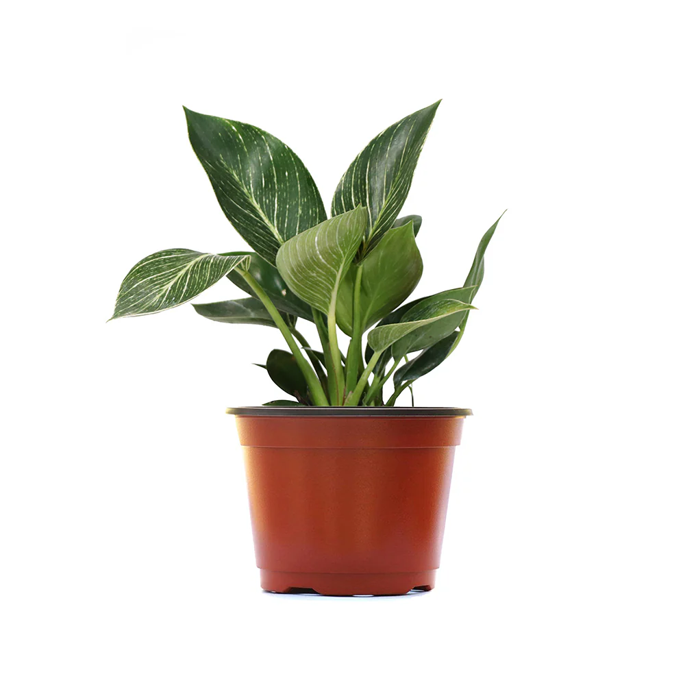 Birkin Philodendron Plant - Image 6