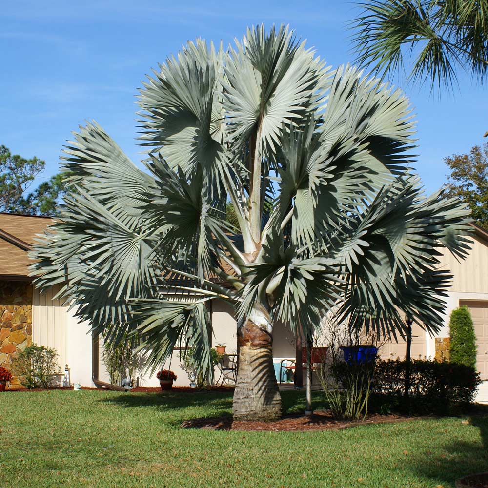 Bismarck Palm Tree - Image 2