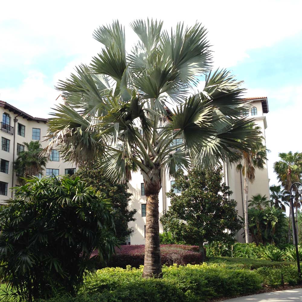 Bismarck Palm Tree - Image 3