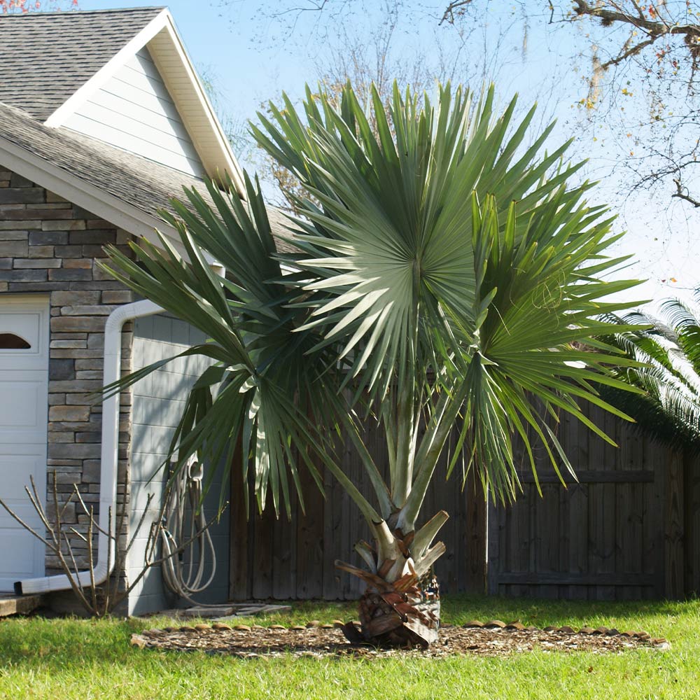 Bismarck Palm Tree - Image 4