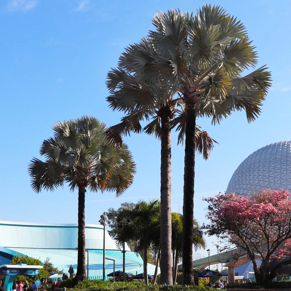 Bismarck Palm Tree - Image 5