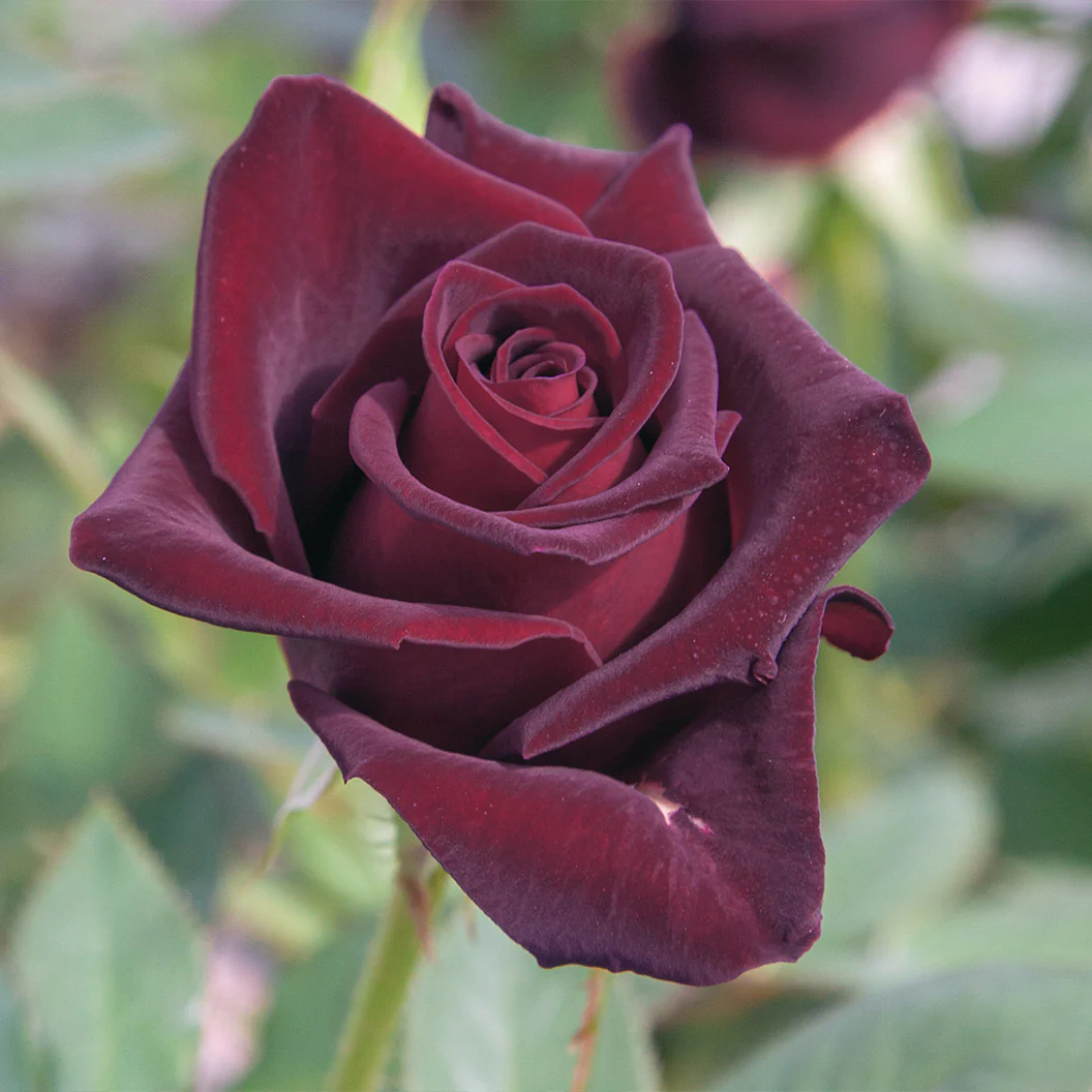 Bloomables® Black Baccara® Rose - Image 2